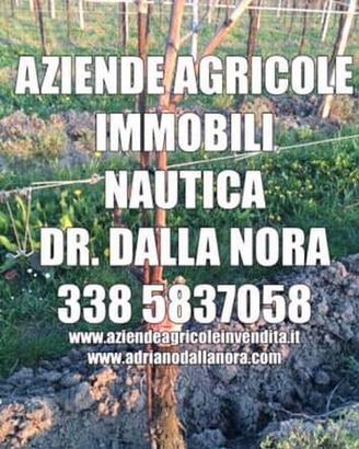 Cantine con vigneti