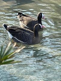 Oca lombardella maschio