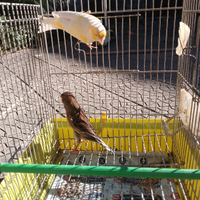 Uccellini canari 30 coppia