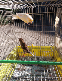 Uccellini canari 30 coppia