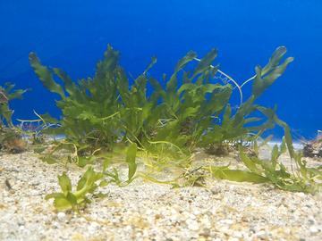 Pesci Caluerpa alga depurante