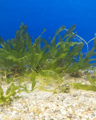 Pesci Caluerpa alga depurante