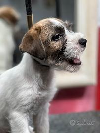 Cuccioli jack Russell terrier