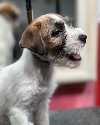 Cuccioli jack Russell terrier