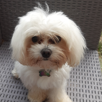 Maltese toy per accoppiamento