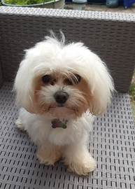 Maltese toy per accoppiamento