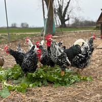 Galline Millefiori piemontesi