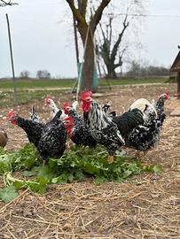 Galline Millefiori piemontesi