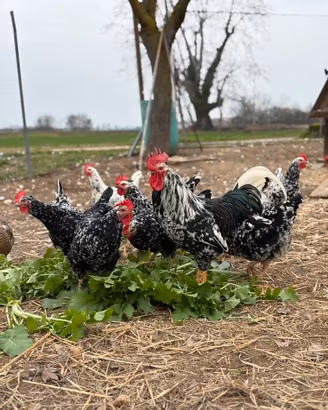 Galline Millefiori piemontesi