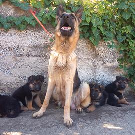 Fattrice Pastore Tedesco