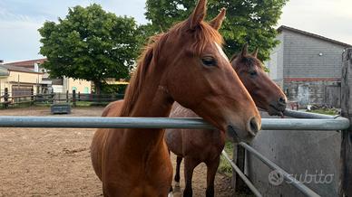 Cavallo sauro