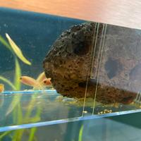 roccia lavica naturale mai usata per acquari