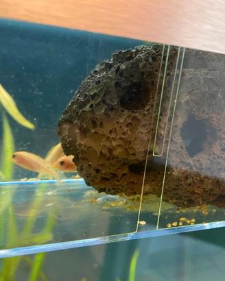 roccia lavica naturale mai usata per acquari