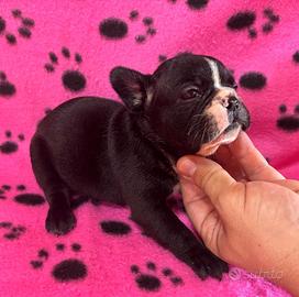 Cuccioli di bulldog francese