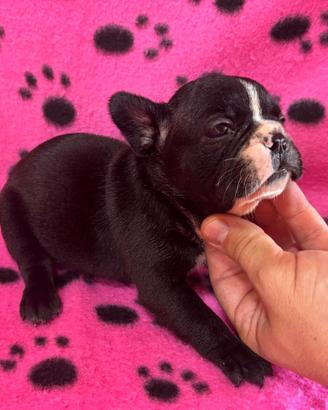 Cuccioli di bulldog francese