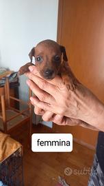 Cuccioli pinscher nano
