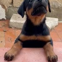 Rottweiler cucciola