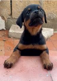 Rottweiler cucciola