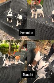 Cuccioli Jack russel tricolore pelo corto