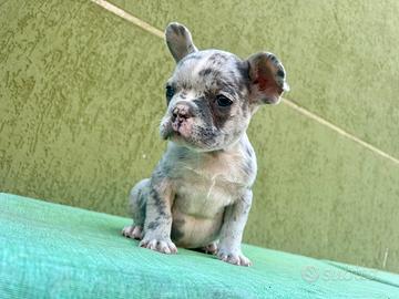 Cucciolo di bulldog francese Esotico