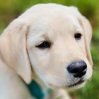 Cucciolo di labrador di 3 mesi