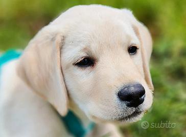 Cucciolo di labrador di 3 mesi