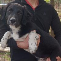Ultimo Cucciolo Bracco-Pointer/Border collie