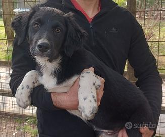 Ultimo Cucciolo Bracco-Pointer/Border collie