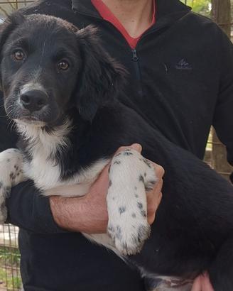 Ultimo Cucciolo Bracco-Pointer/Border collie