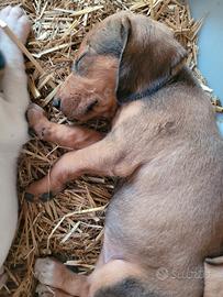 Cagnolini di segugio italiano