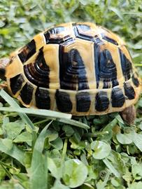Tartaruga Testudo Hermanni Maschio Fonte C 50-2021