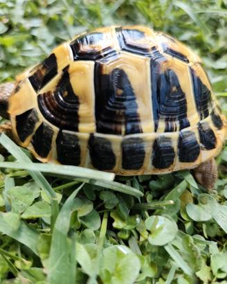 Tartaruga Testudo Hermanni Maschio Fonte C 50-2021