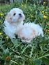cuccioli-piccolissimi
