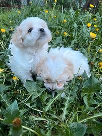 Cuccioli piccolissimi