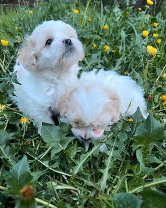 Cuccioli piccolissimi