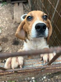 Beagle cuccioli