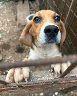Beagle cuccioli