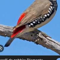 Diamantino/passero del giappone