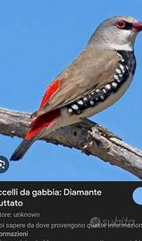 Diamantino/passero del giappone