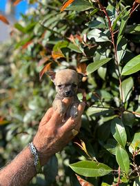 Chihuahua