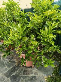 pianta di limone 