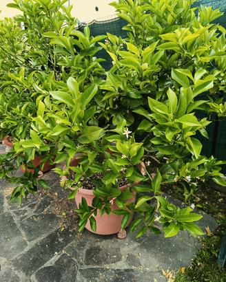 pianta di limone 