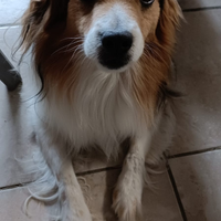 Cani taglia medio/piccola
