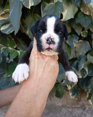 boxer