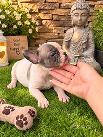 Bulldog francese