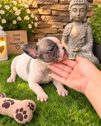 Bulldog francese