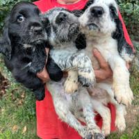 Cuccioli di Cocker Spaniel Blù Roano