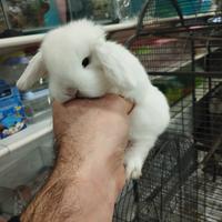 Coniglietti ariete minilop