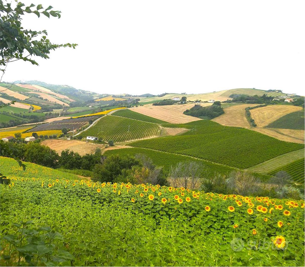 Terreno Agricolo a Carassai - Vista 3