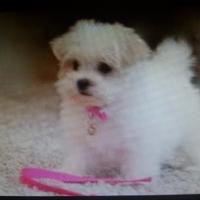 Maltese toy mini